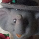 Circus Sophie Elephant