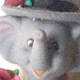 Circus Sophie Elephant