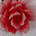 Red Rose Necklace